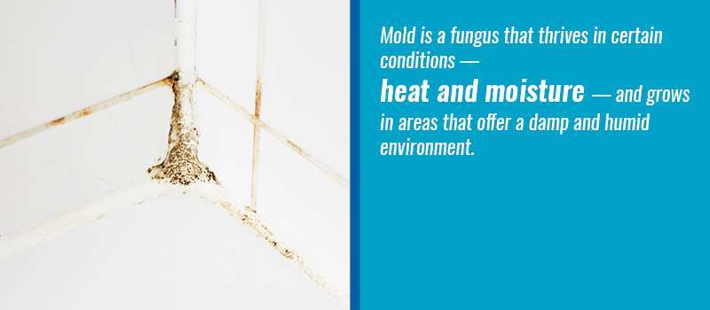 Mold is a fungus that thrives in certain conditions