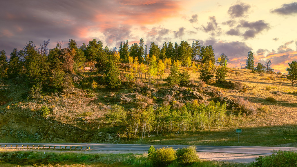 Colorado treeline